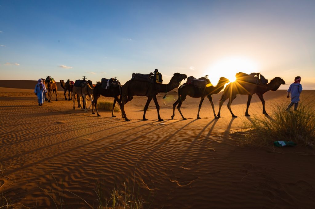 Caravan of camels at sunset Sahara desert Morocco